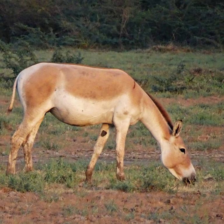 Onager (Equus hemionus) | DierenWiki | Ezels | Onager