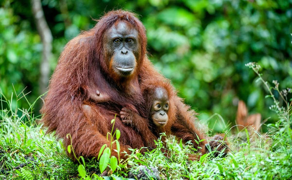 Primaten Orangoetans