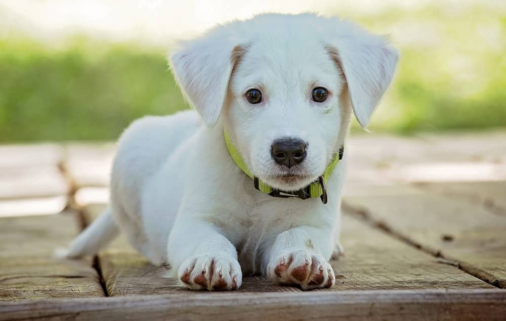 Hond Pup