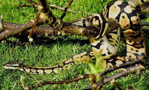 Pythons