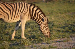 Wat eet een zebra