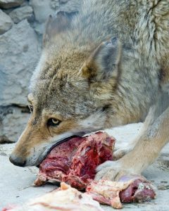 Wat eten wolven
