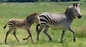 Welke soorten zebra's zijn er