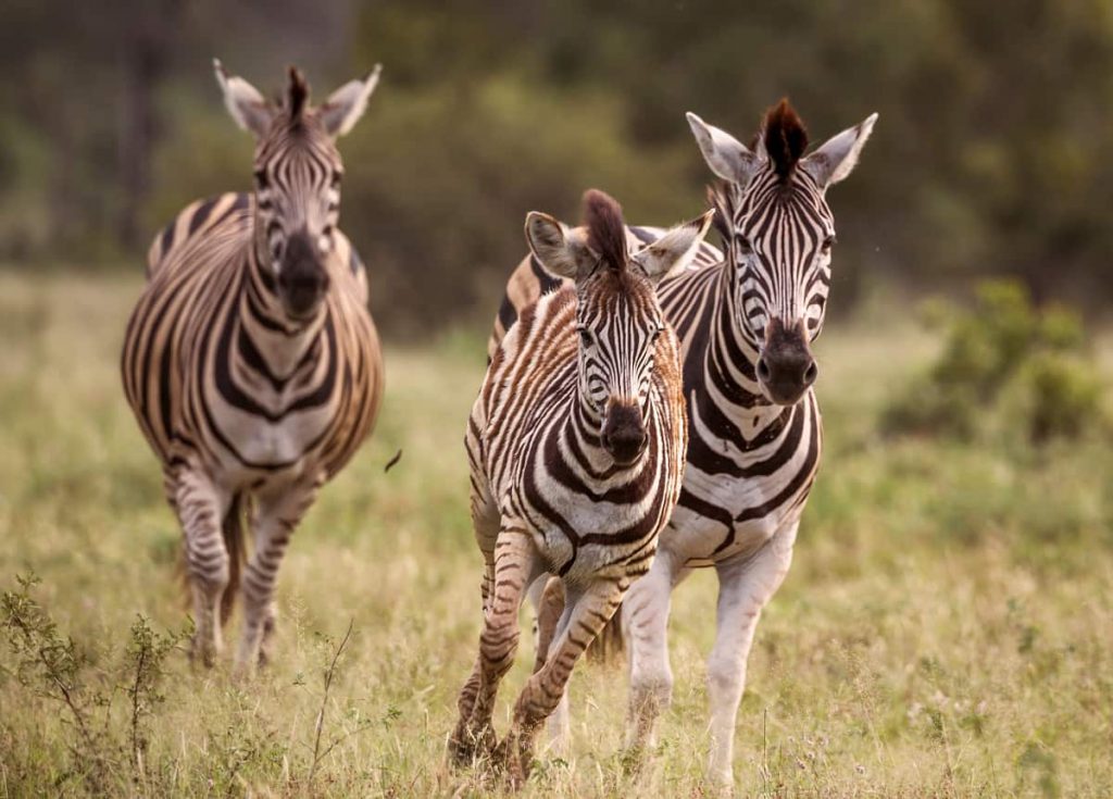 Paardachtigen Zebras