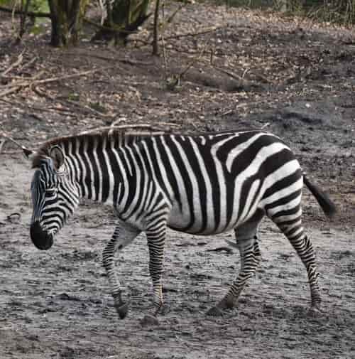 grant zebra