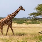 Giraffen lopen