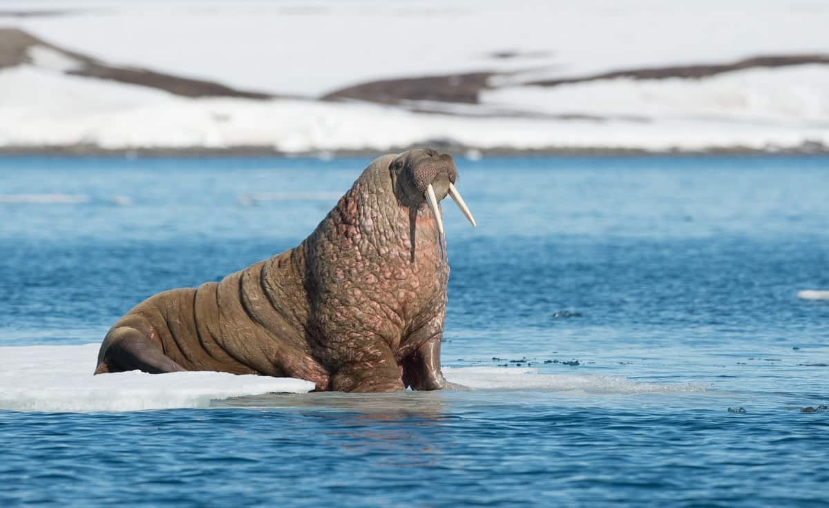 Walrus uitgelegd DierenWiki (Odobenidae) Walrus