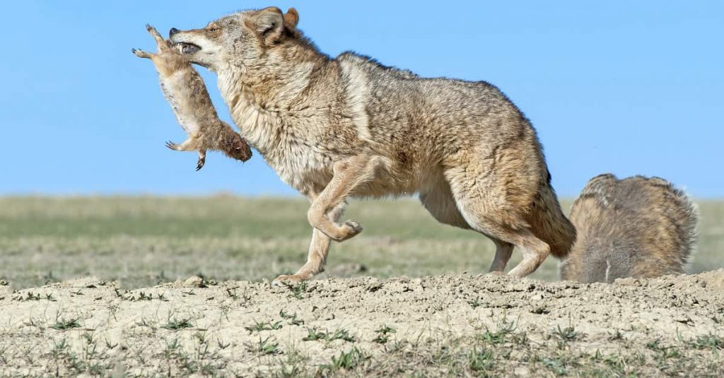 Coyote prooi
