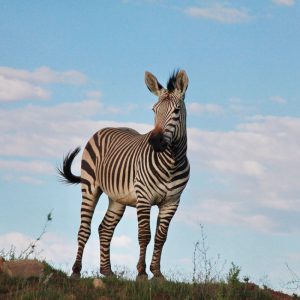 spreekbeurt zebras Spreekbeurt zebra’s