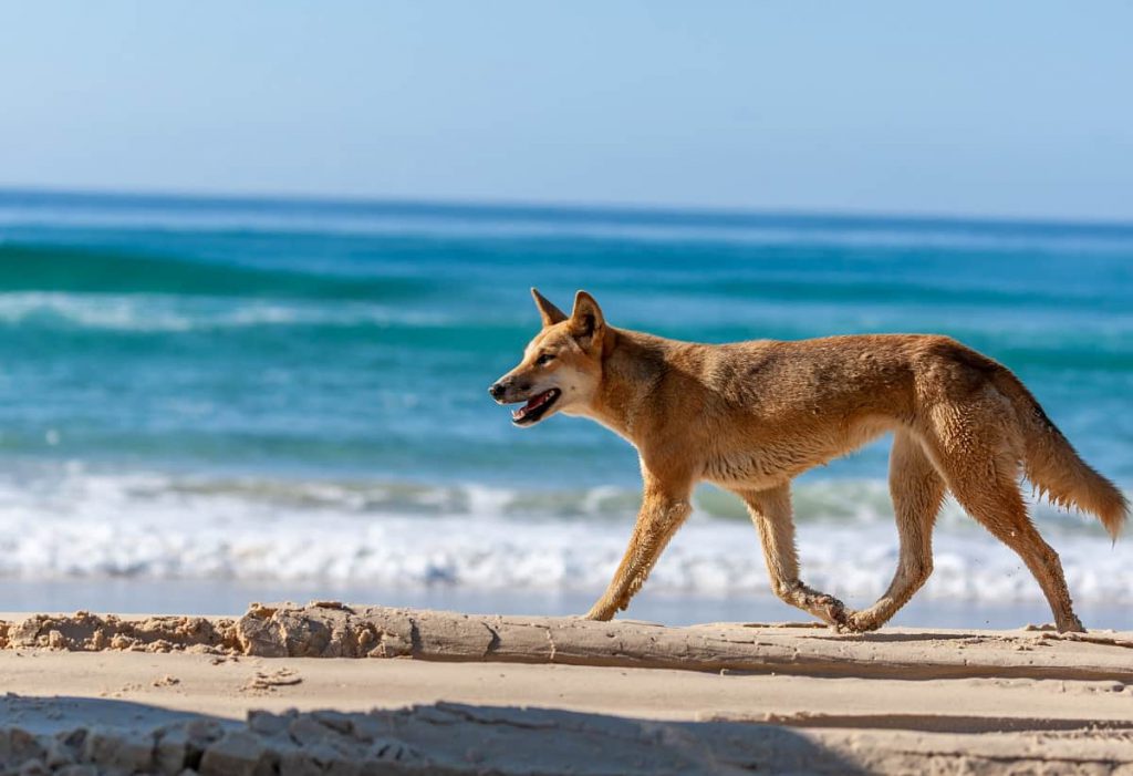 Dingo strand
