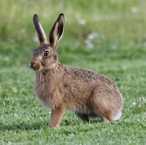 Haas | DierenWiki | Hazen en Konijnen | Haas