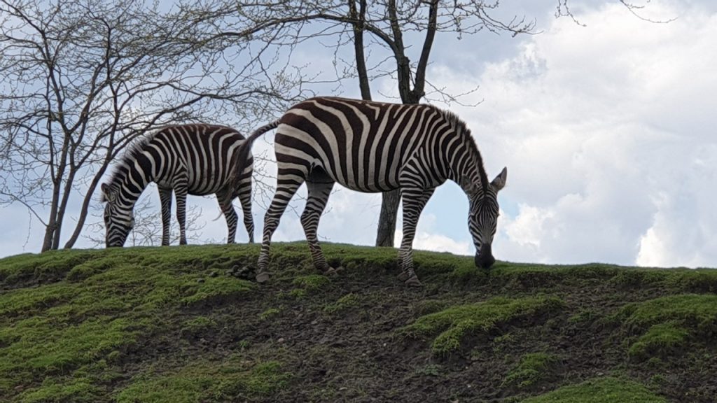Zebra Zebra's