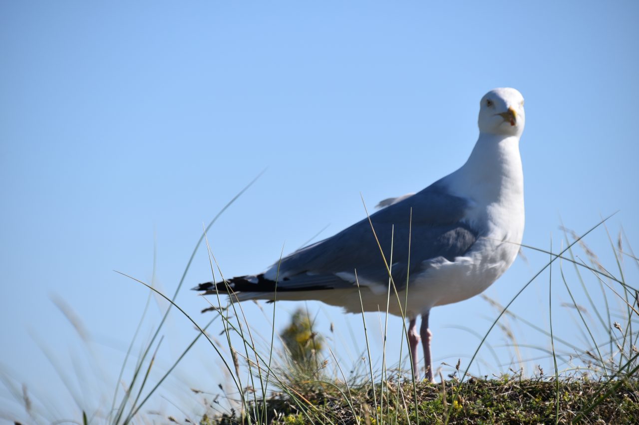 Vogels 2