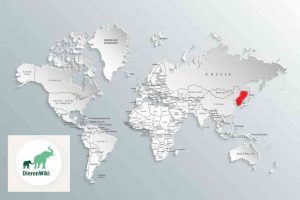 Amoerpanter leefgebied