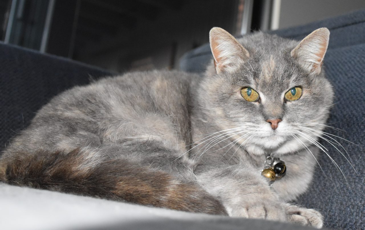 Zoogdieren Kat