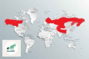 Waar leven de bruine beren