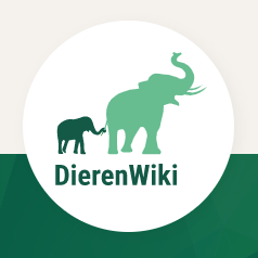 dieren