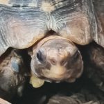 Schildpadden kop mini schildpad
