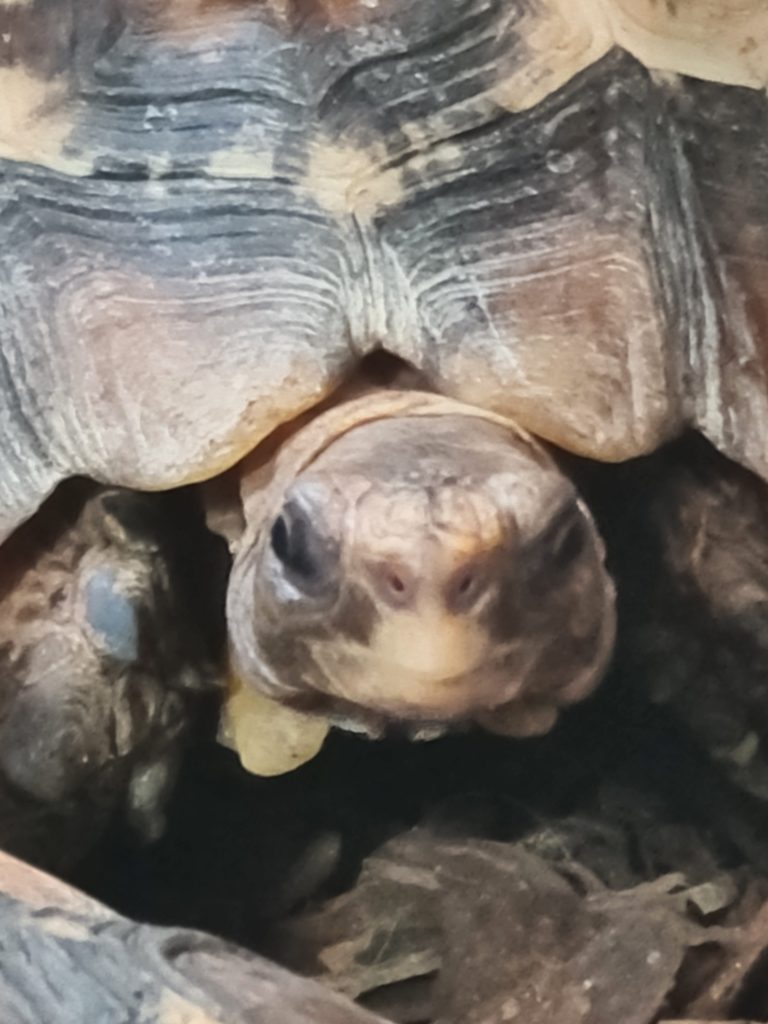 Schildpadden kop mini schildpad
