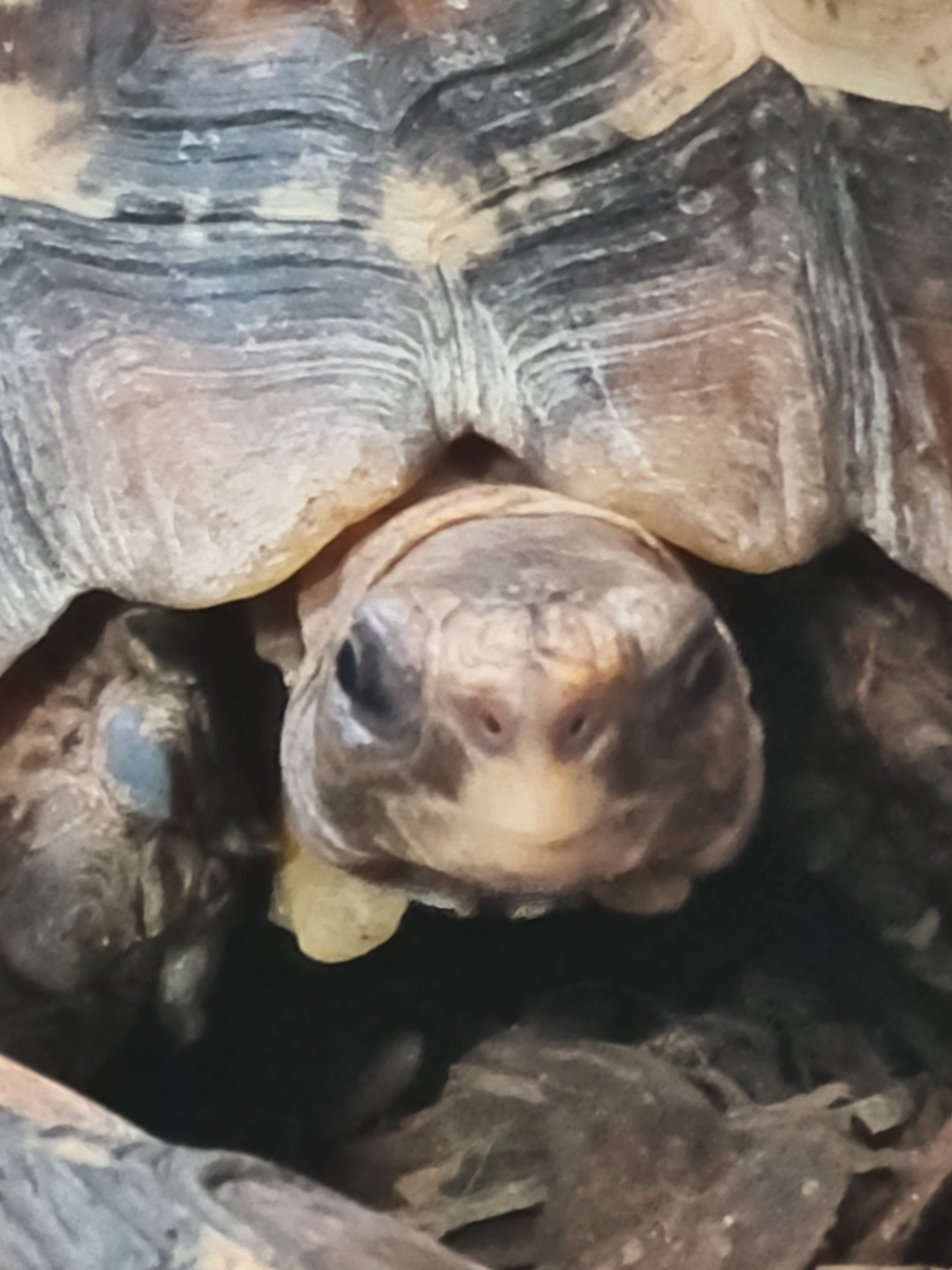 Schildpadden > DierenWiki | Reptielen |