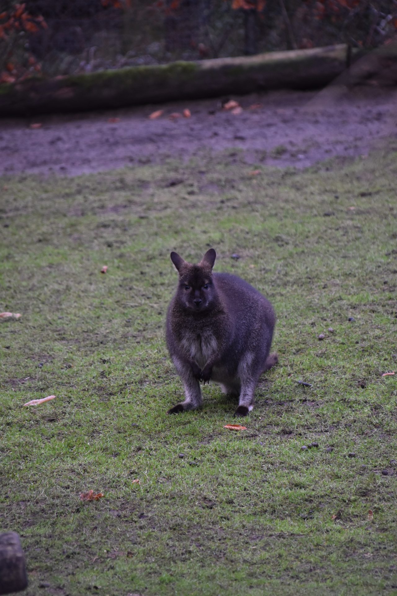Buideldieren Bennettwallaby