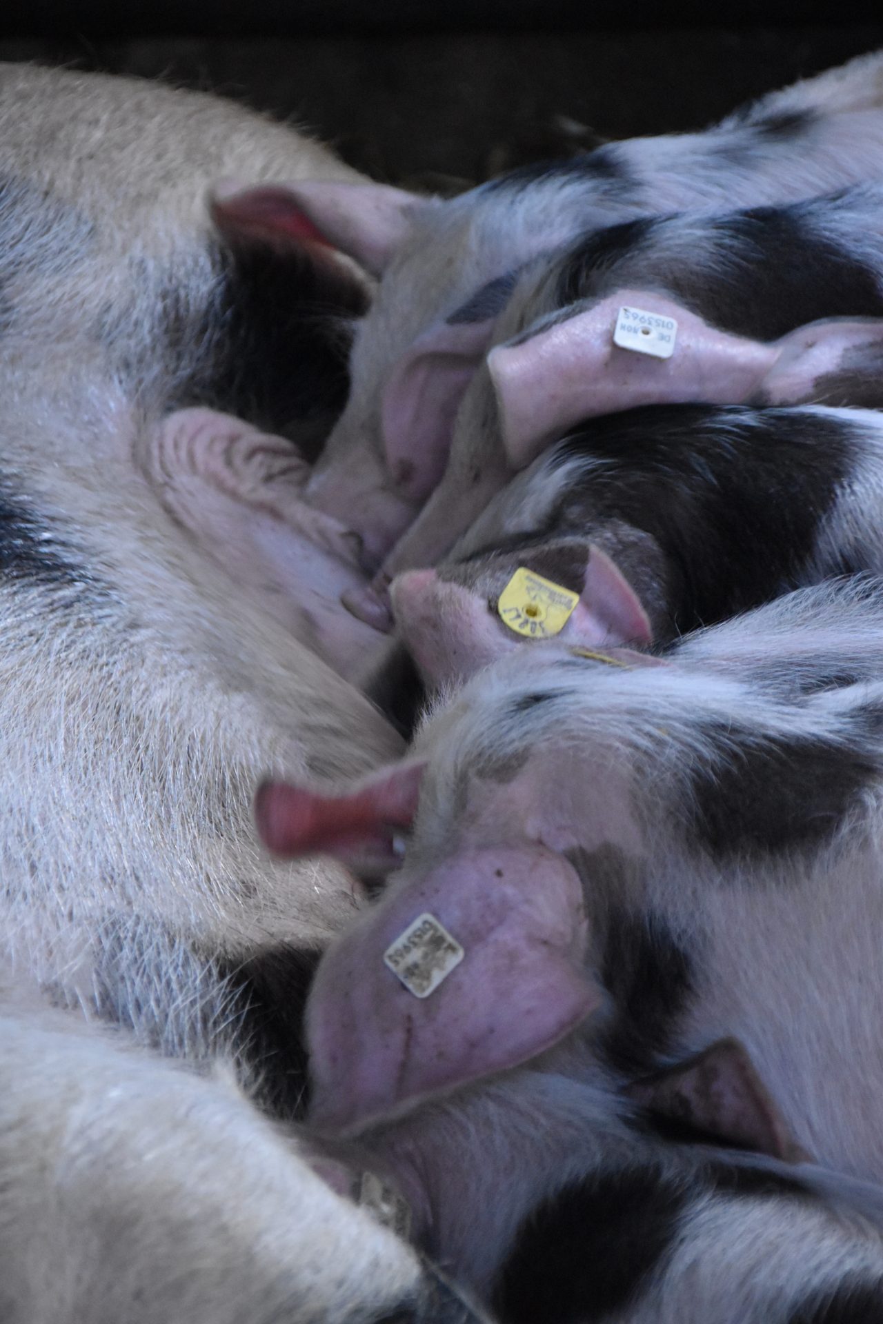 Zoogdieren Biggetjes