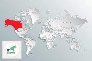 Grizzlybeer leefgebied