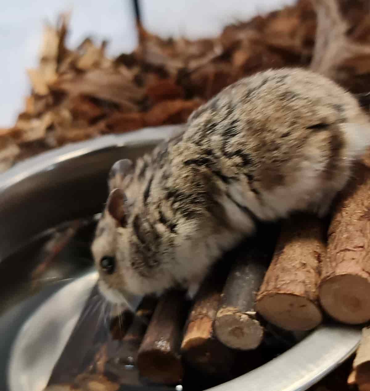 Hamster met corona