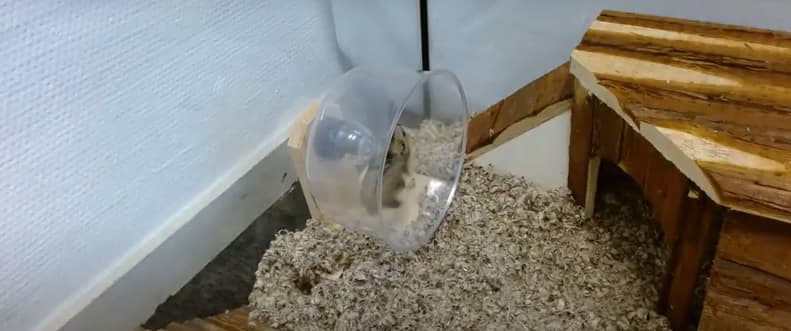 Knaagdieren Hamstermolen