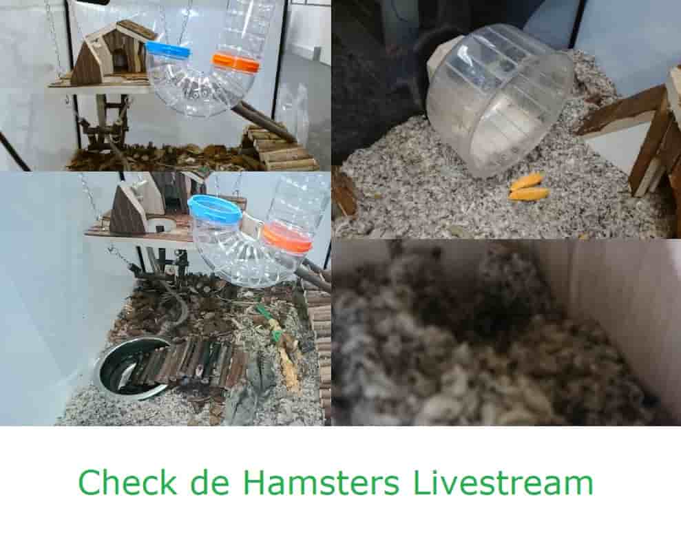 Hamsters Livestream