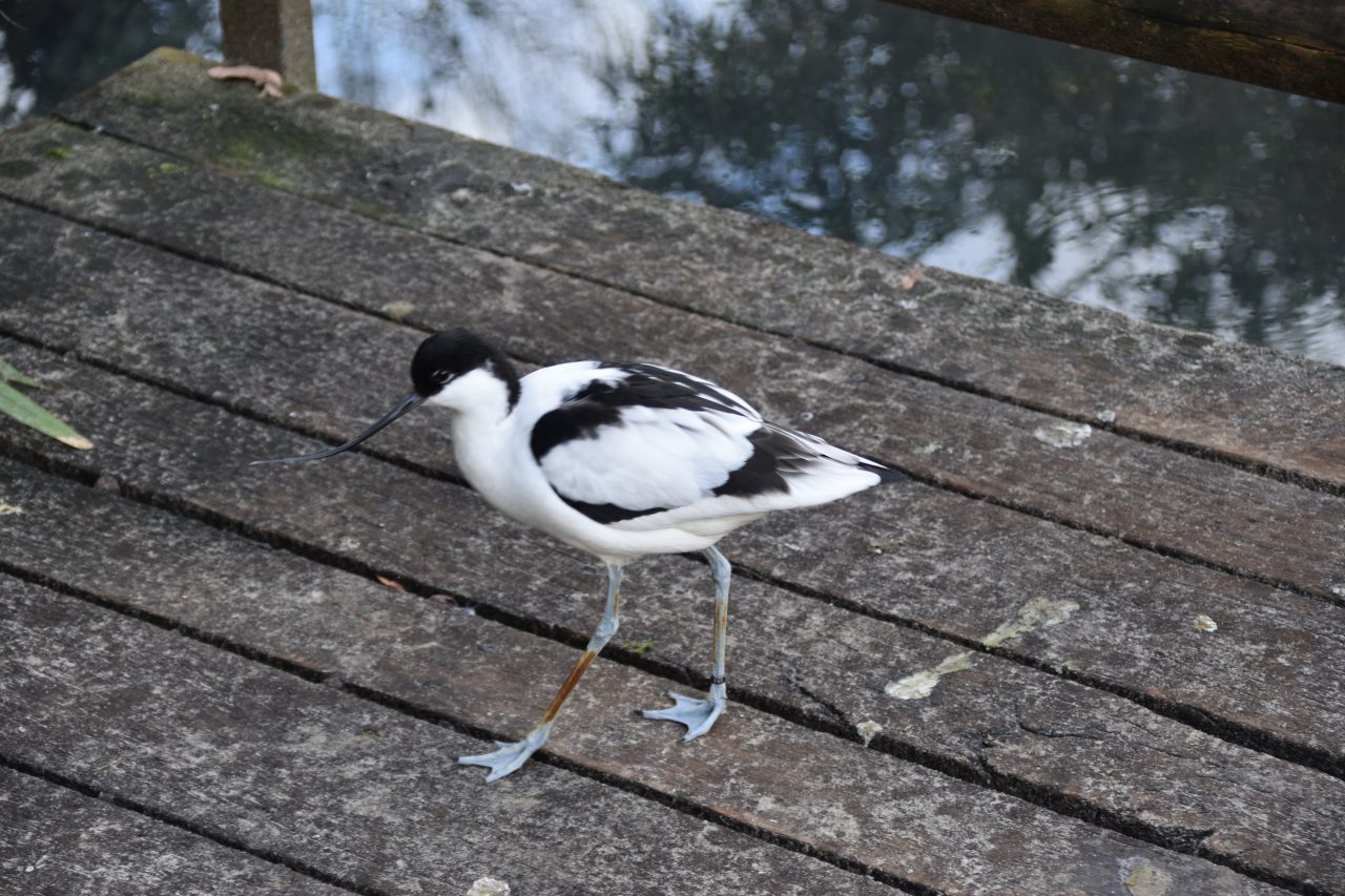 Vogels Kluut