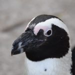 Pinguïns Kop