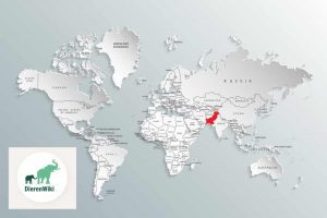 Leefgebied Vipergekko