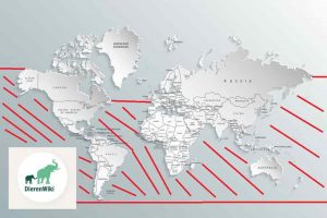 Leefgebied Witte Haai