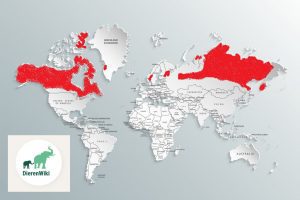 Leefgebied rendieren