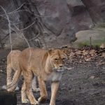 Panthera Leeuwen