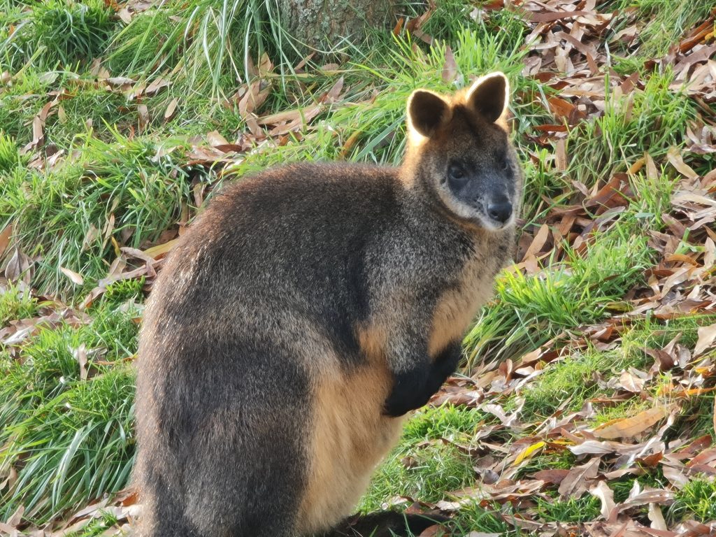 Kangoeroes Moeraswallaby