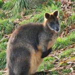 Kangoeroes Moeraswallaby