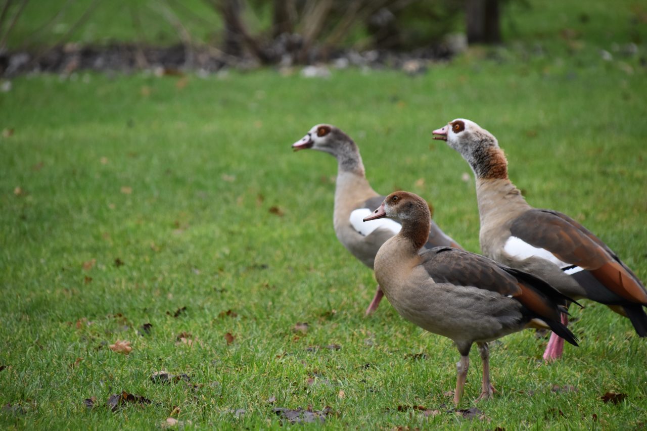 Eendvogels Nijlganzen