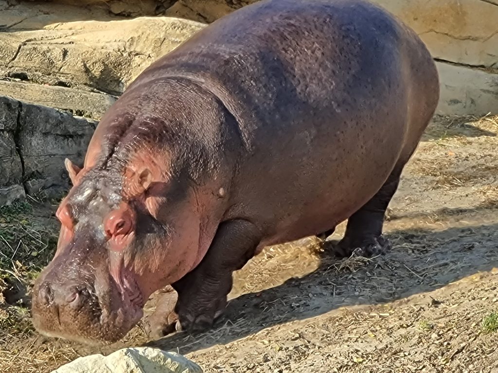 Zoogdieren Nijlpaard