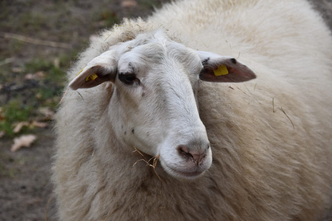 Zoogdieren Schaap