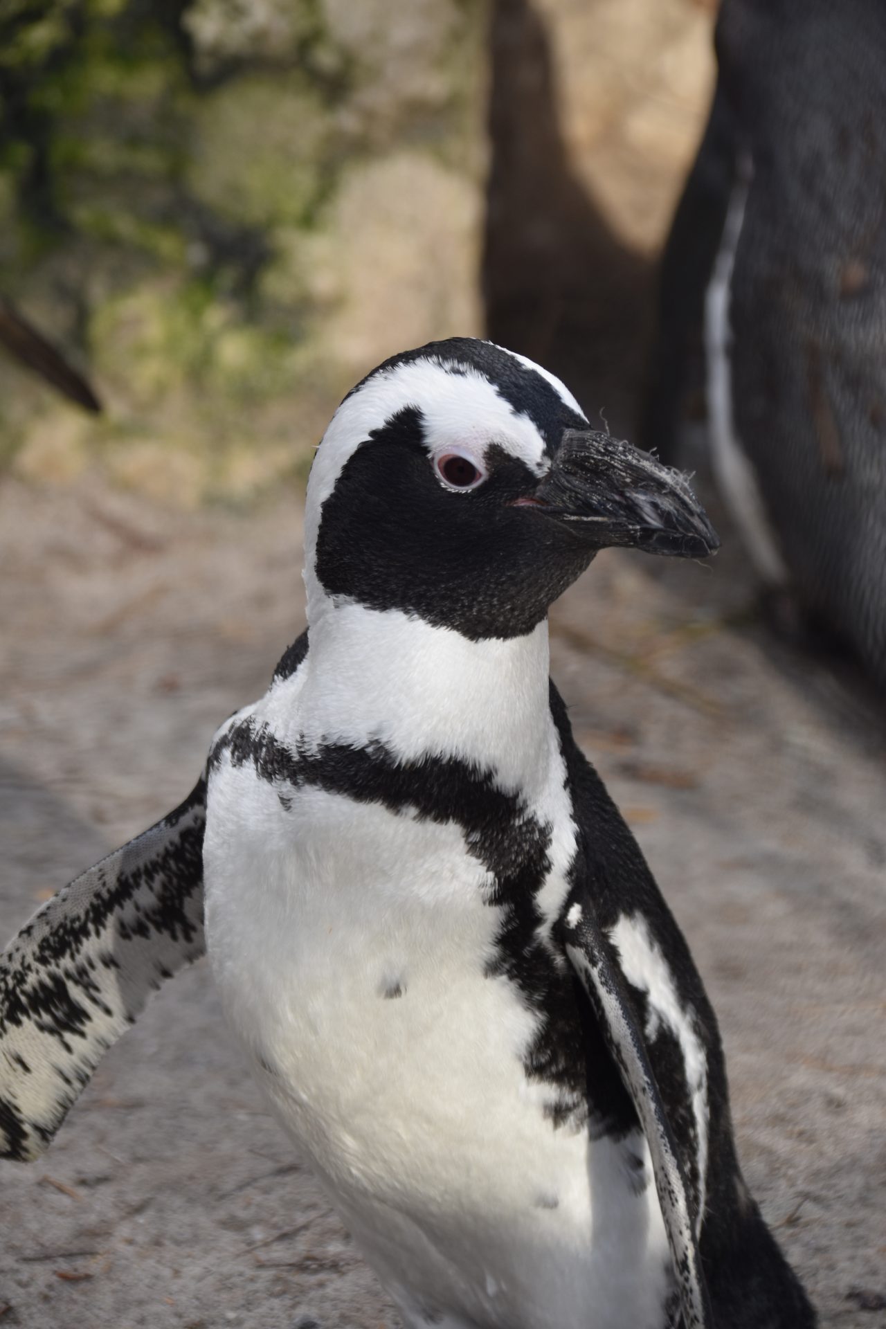 Pinguïns Snavel