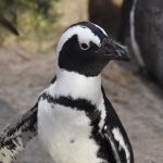 Pinguïns Snavel