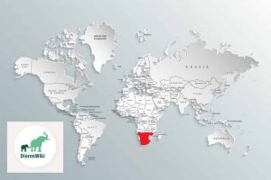 Vosmangoesten verspreiding