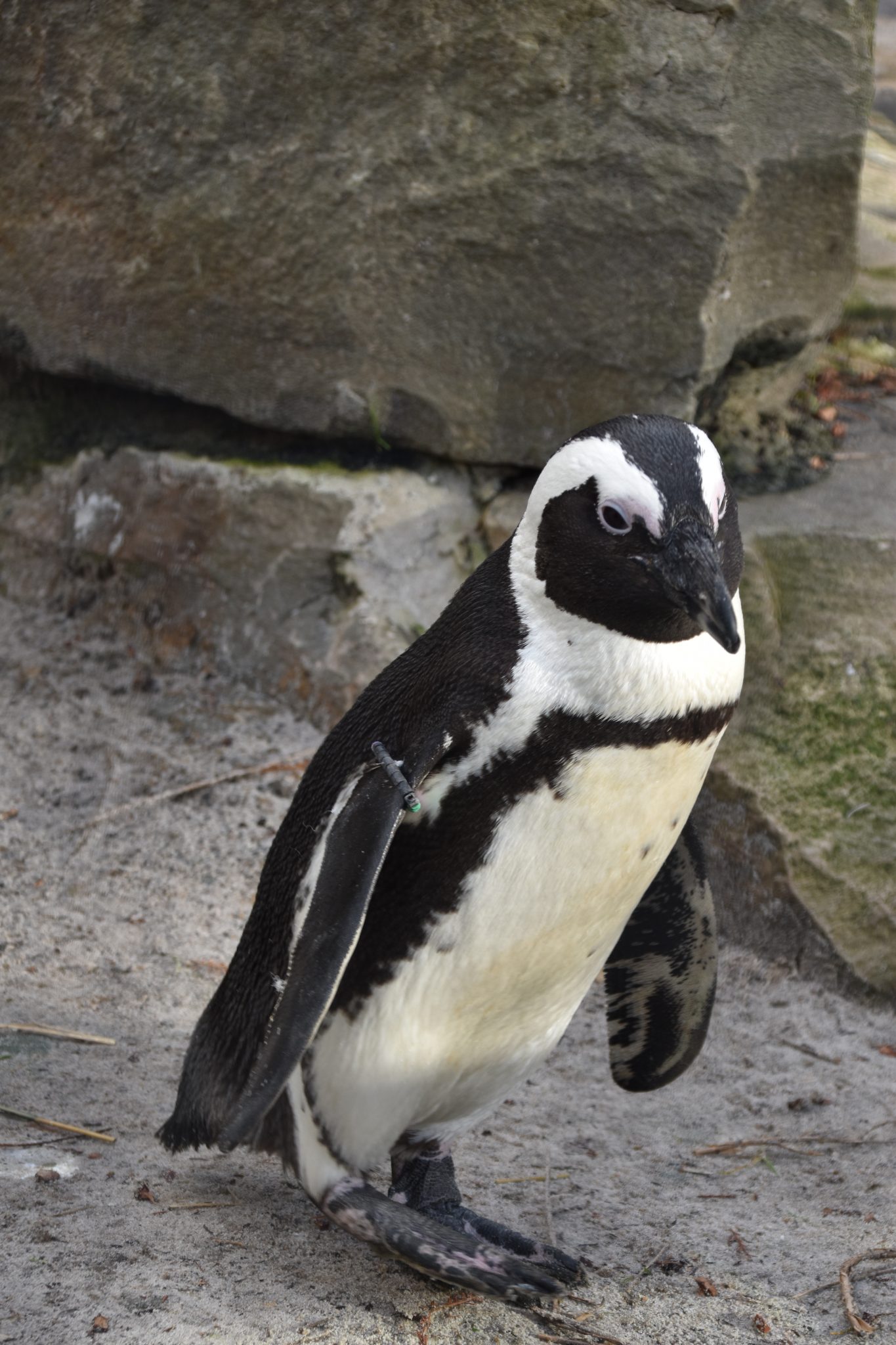 Pinguïns | DierenWiki | Vogels | Pinguïns