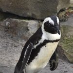 Pinguïns Zwartvoetpinguïn