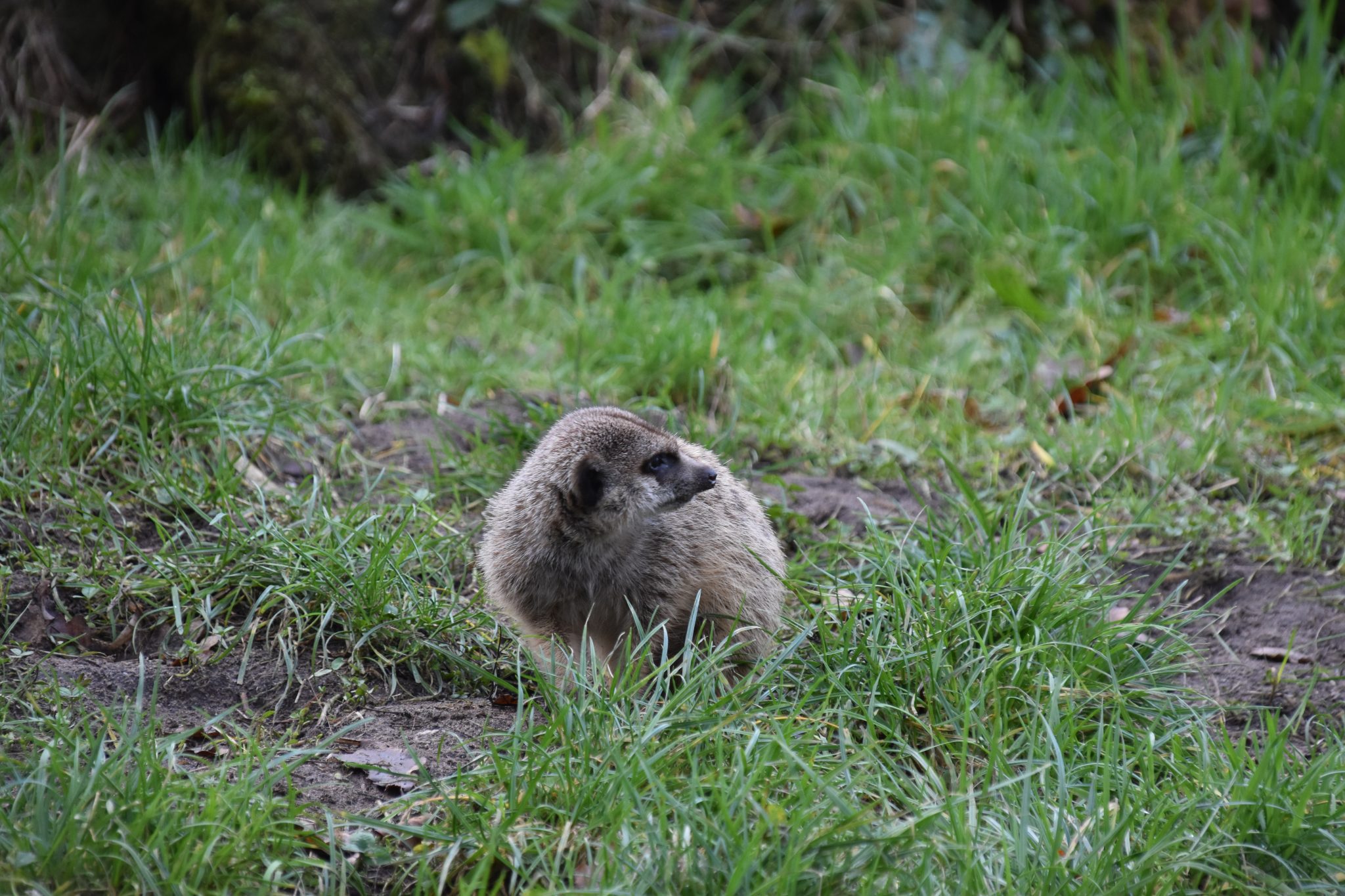 Stokstaartje | DierenWiki | Zoogdieren > Mangoesten > Stokstaartje