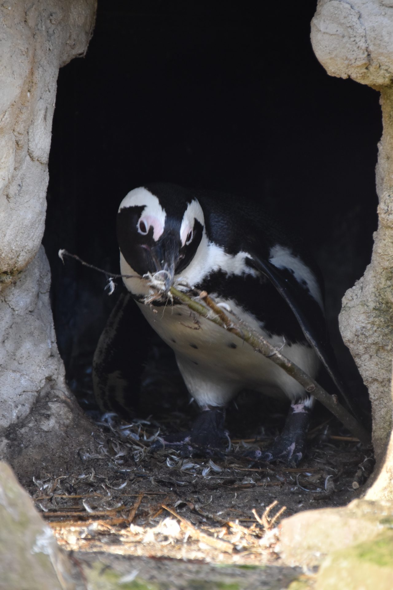 Pinguïns b