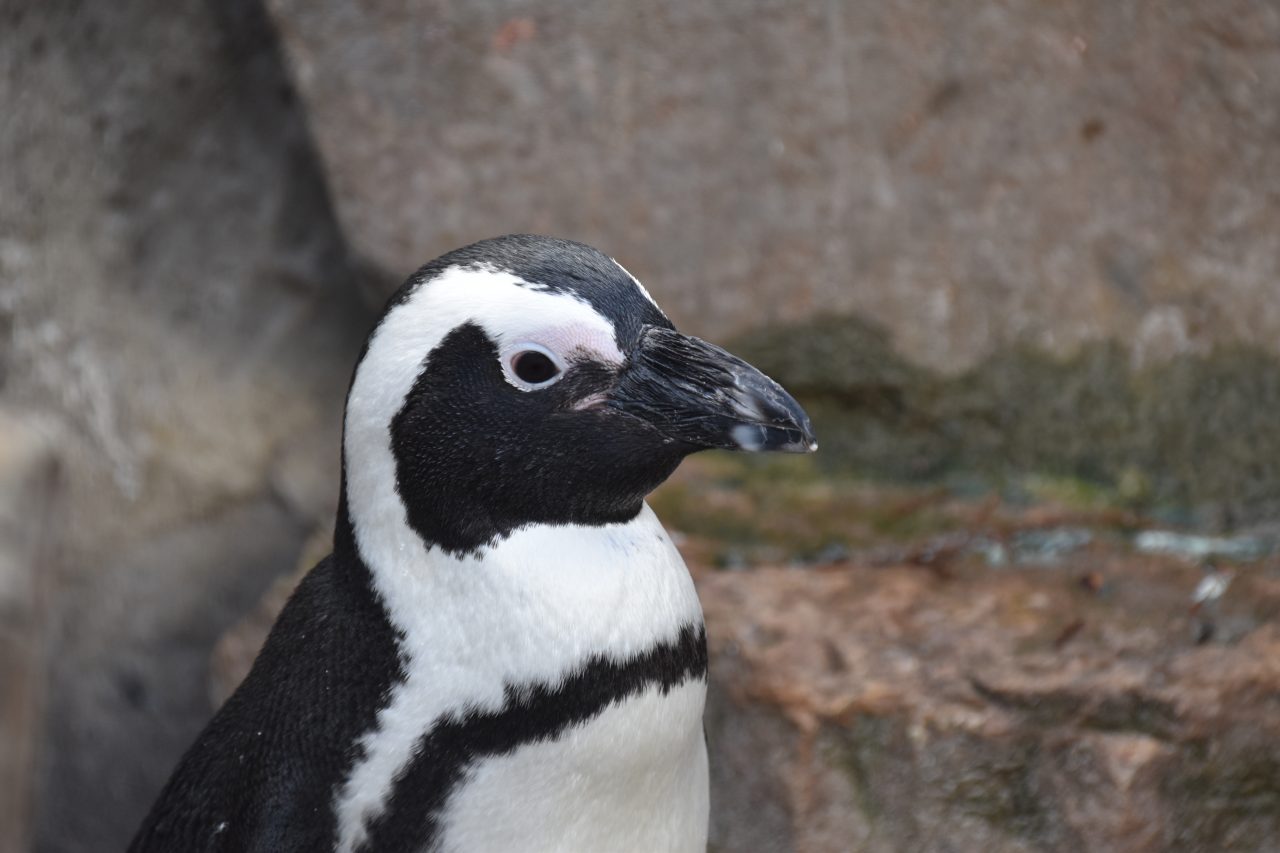 Pinguïns brilpinguïn