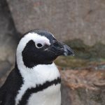 Pinguïns brilpinguïn